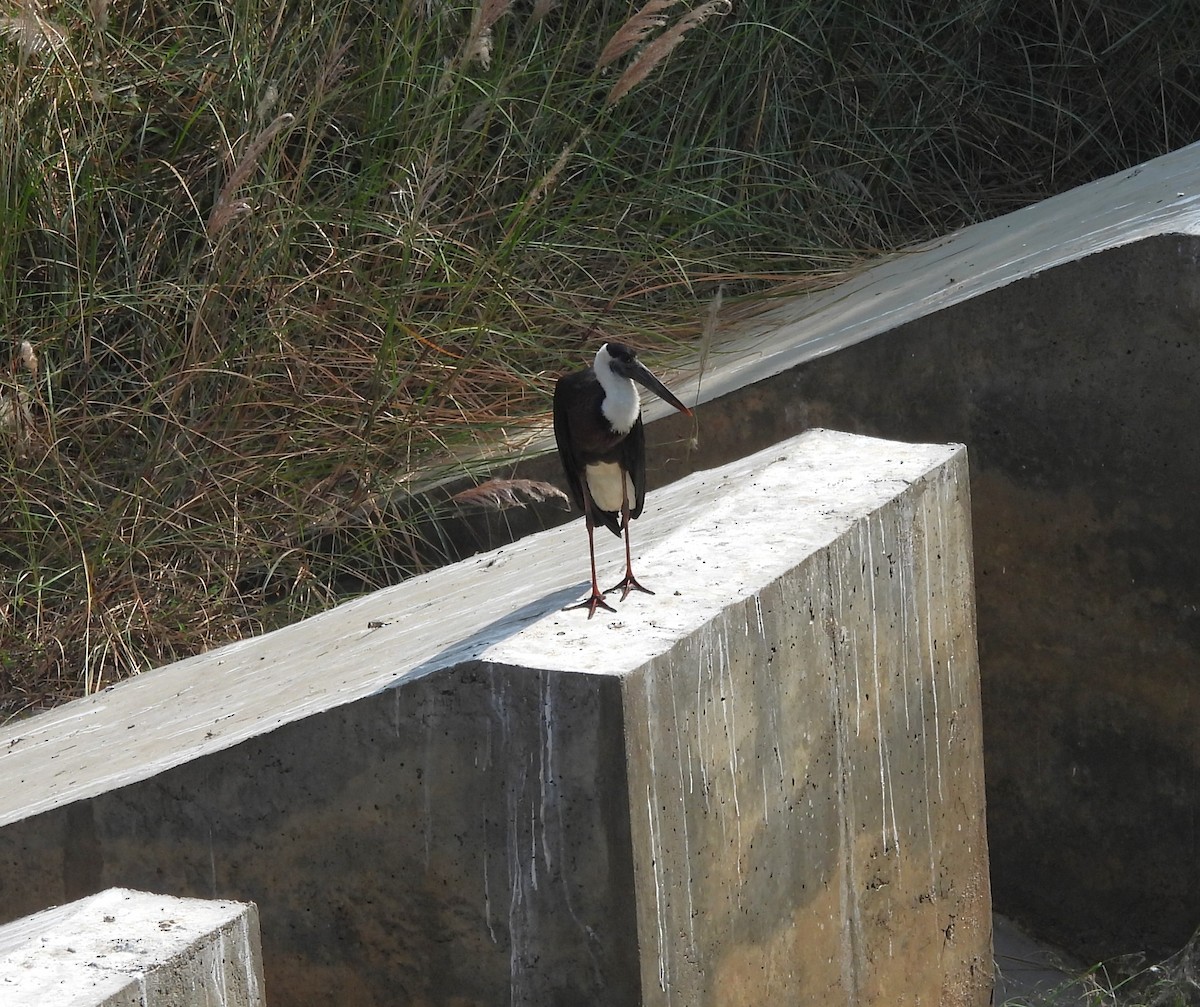 Asian Woolly-necked Stork - ML613025463