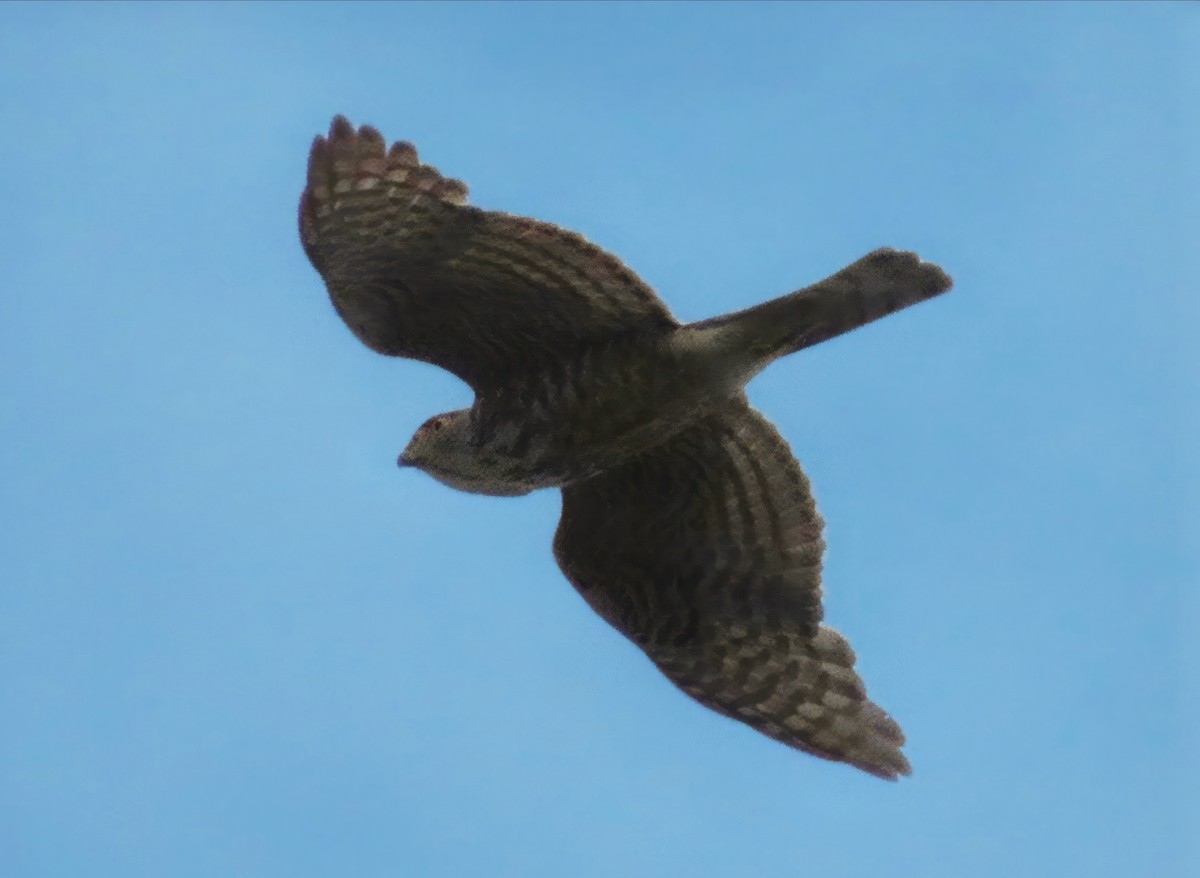 finkehauk - ML613025475