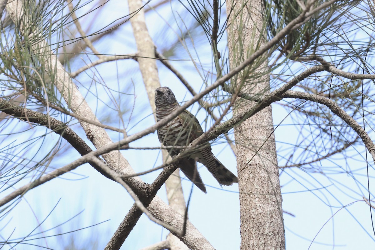 Shining Bronze-Cuckoo - ML613025544