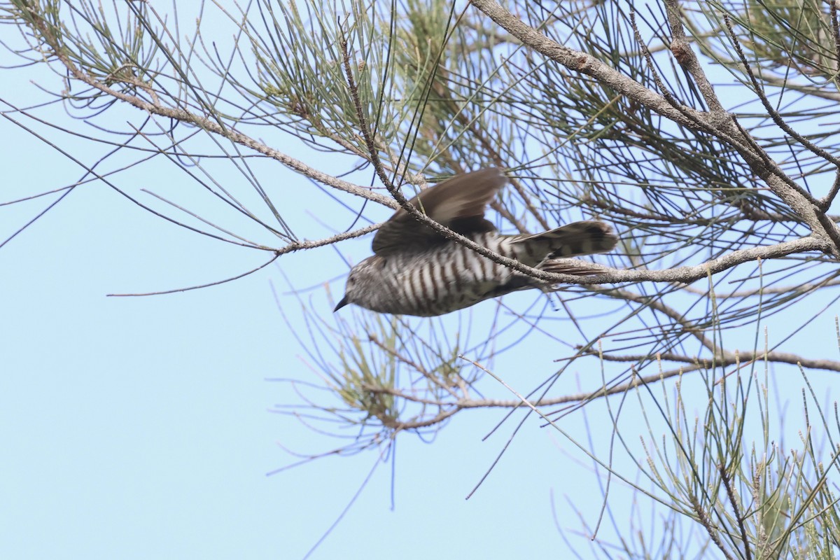 Shining Bronze-Cuckoo - ML613025545