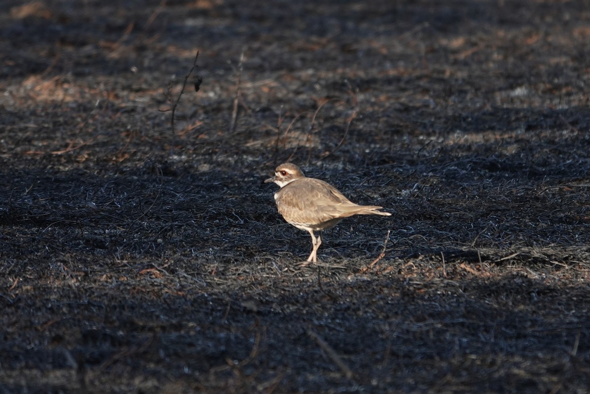 Killdeer - ML613025622