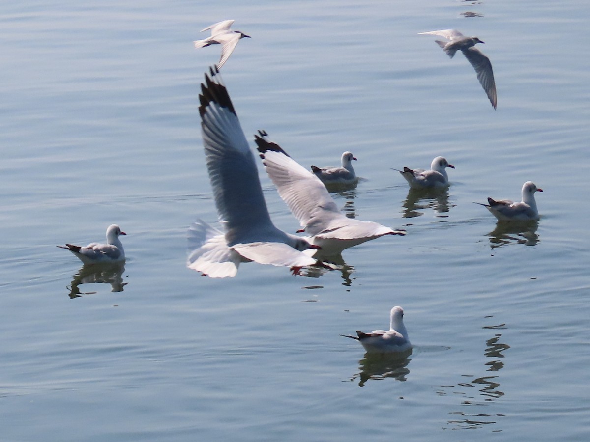 Mouette du Tibet - ML613025798