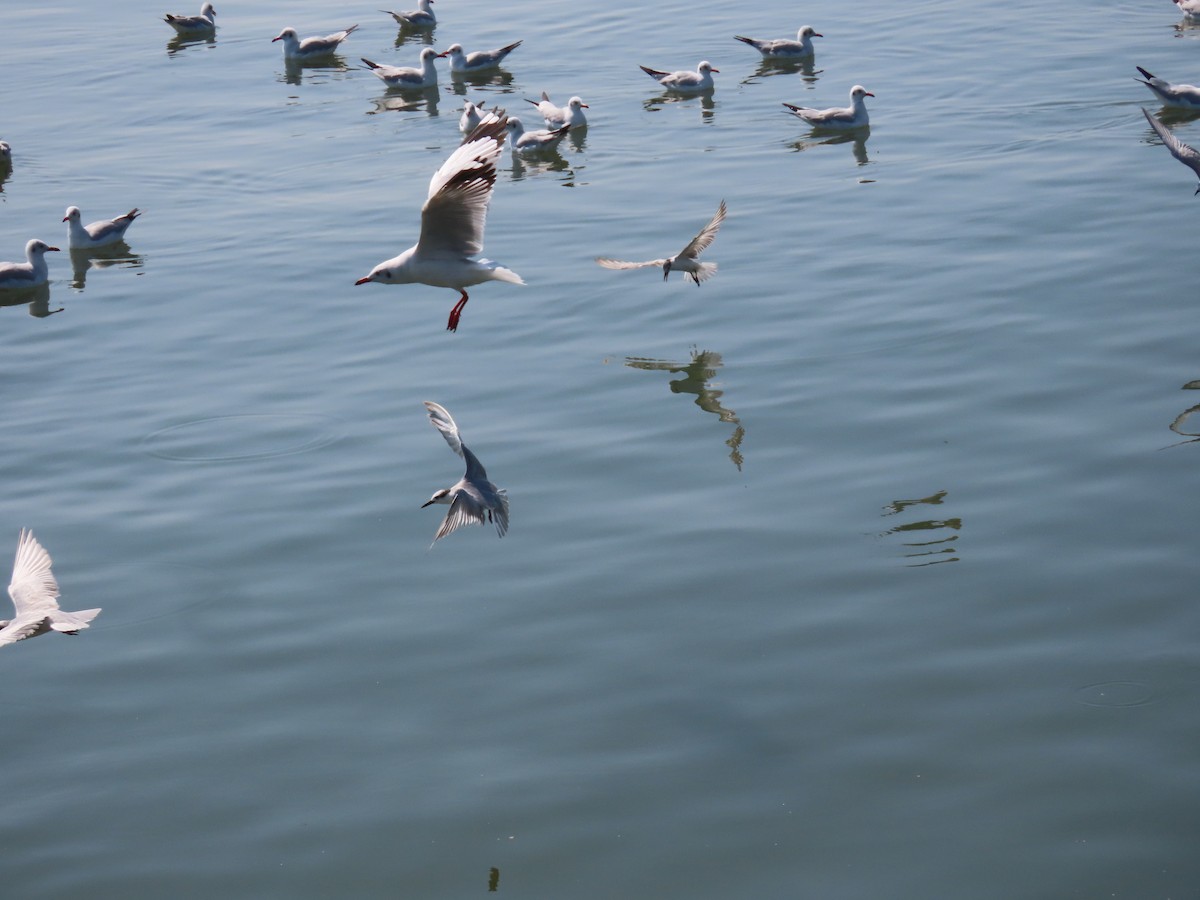 Mouette du Tibet - ML613025804