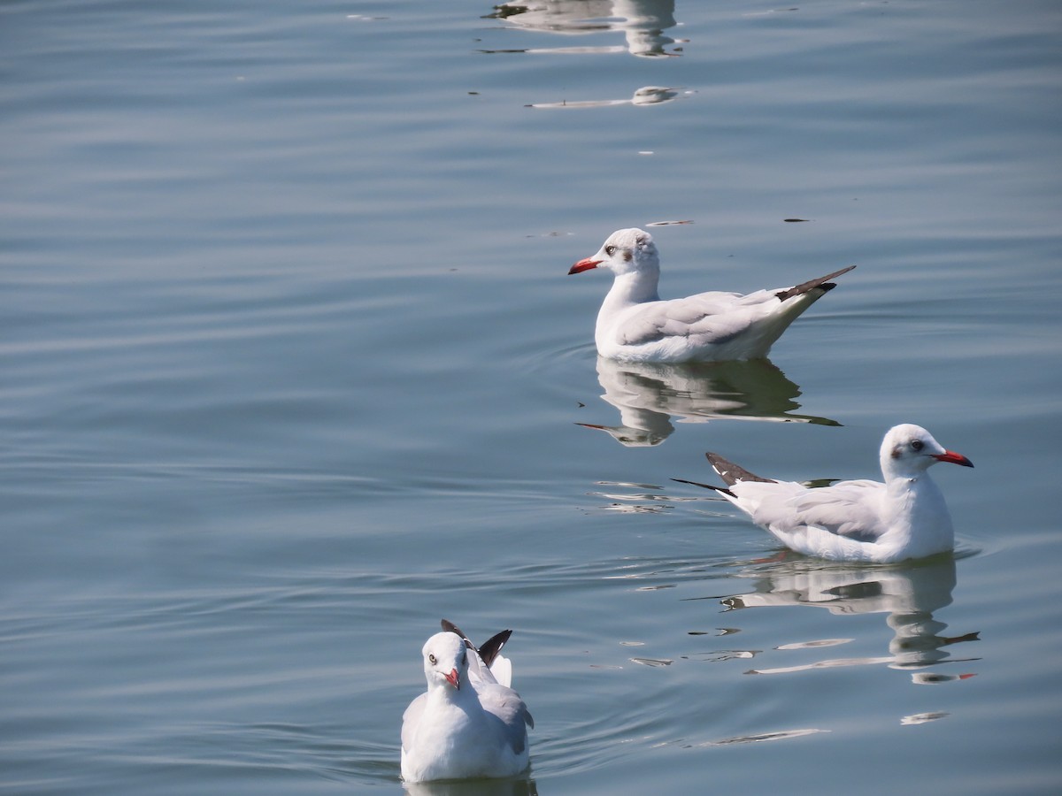 Mouette du Tibet - ML613025808