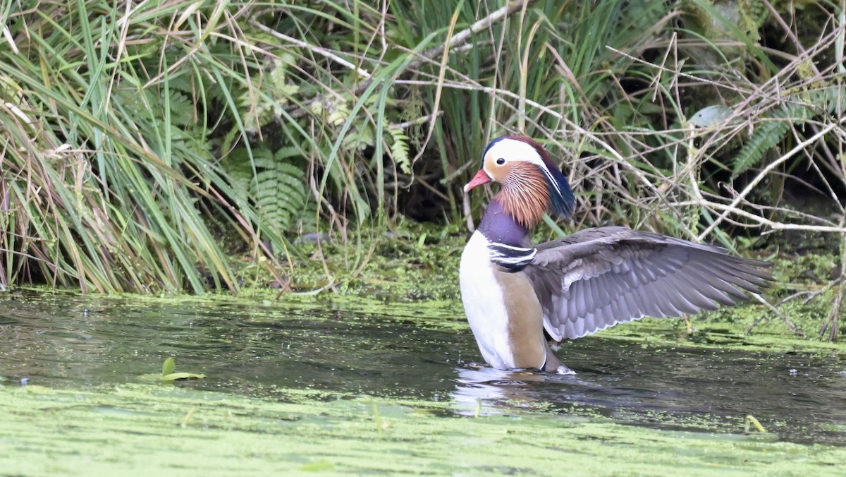 Mandarin Duck - ML613025835