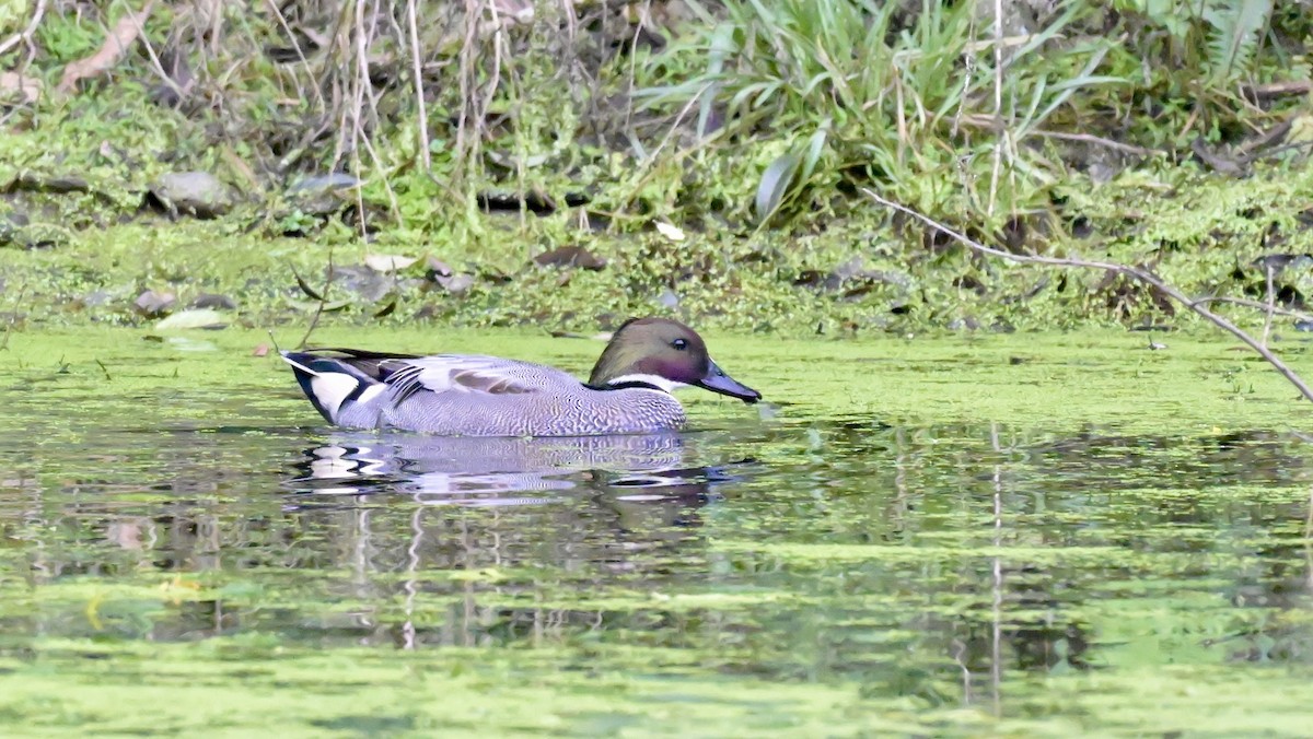 Falcated Duck - ML613025839