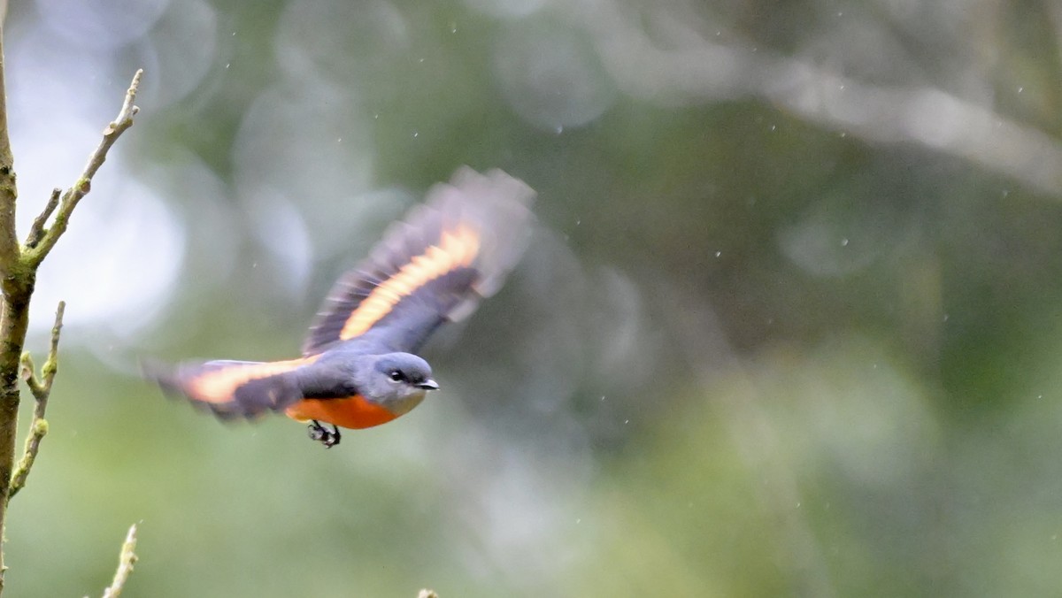 Gray-chinned Minivet - ML613025846