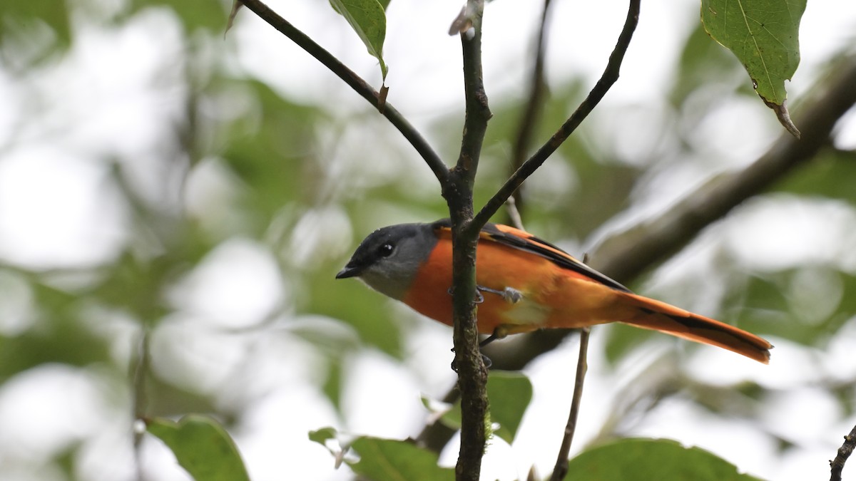 Gray-chinned Minivet - ML613025847