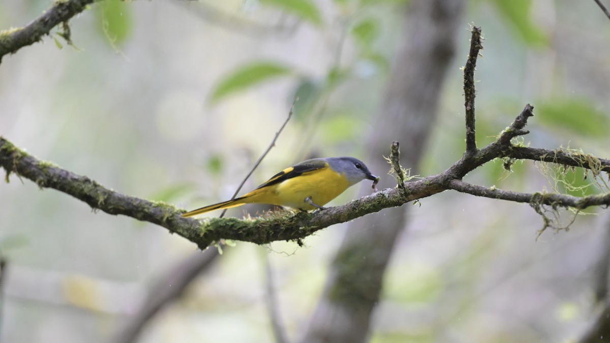 Gray-chinned Minivet - ML613025848