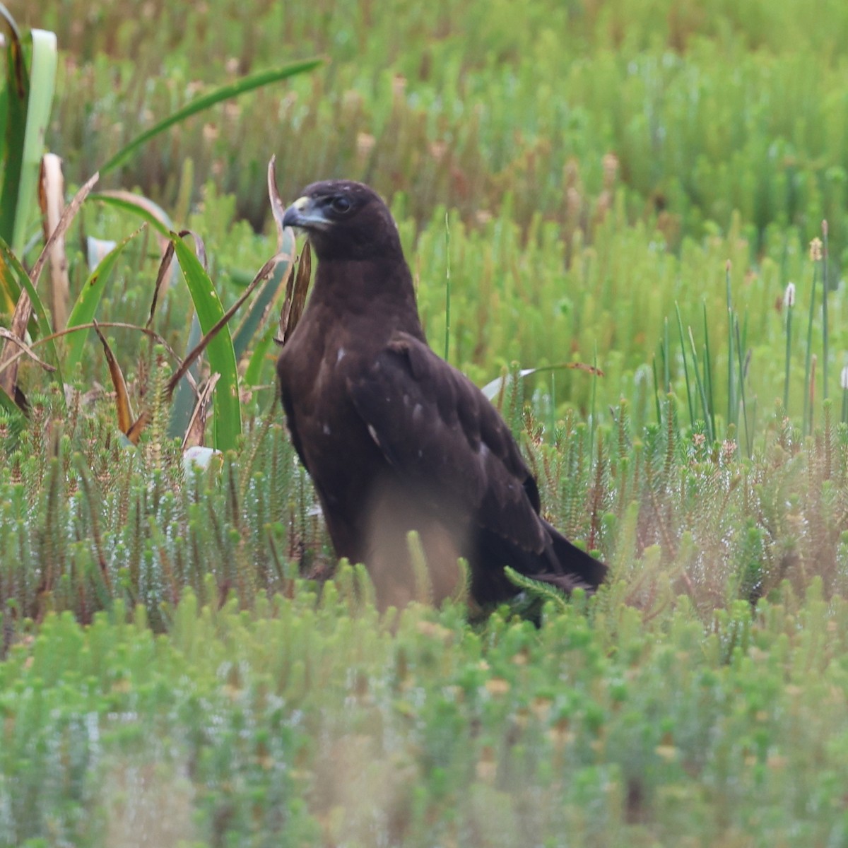 Aguilucho Lagunero del Pacífico - ML613025889