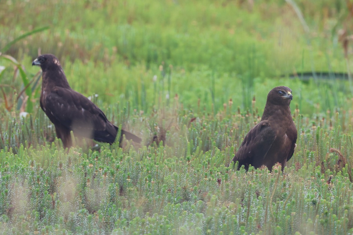 Swamp Harrier - ML613025890