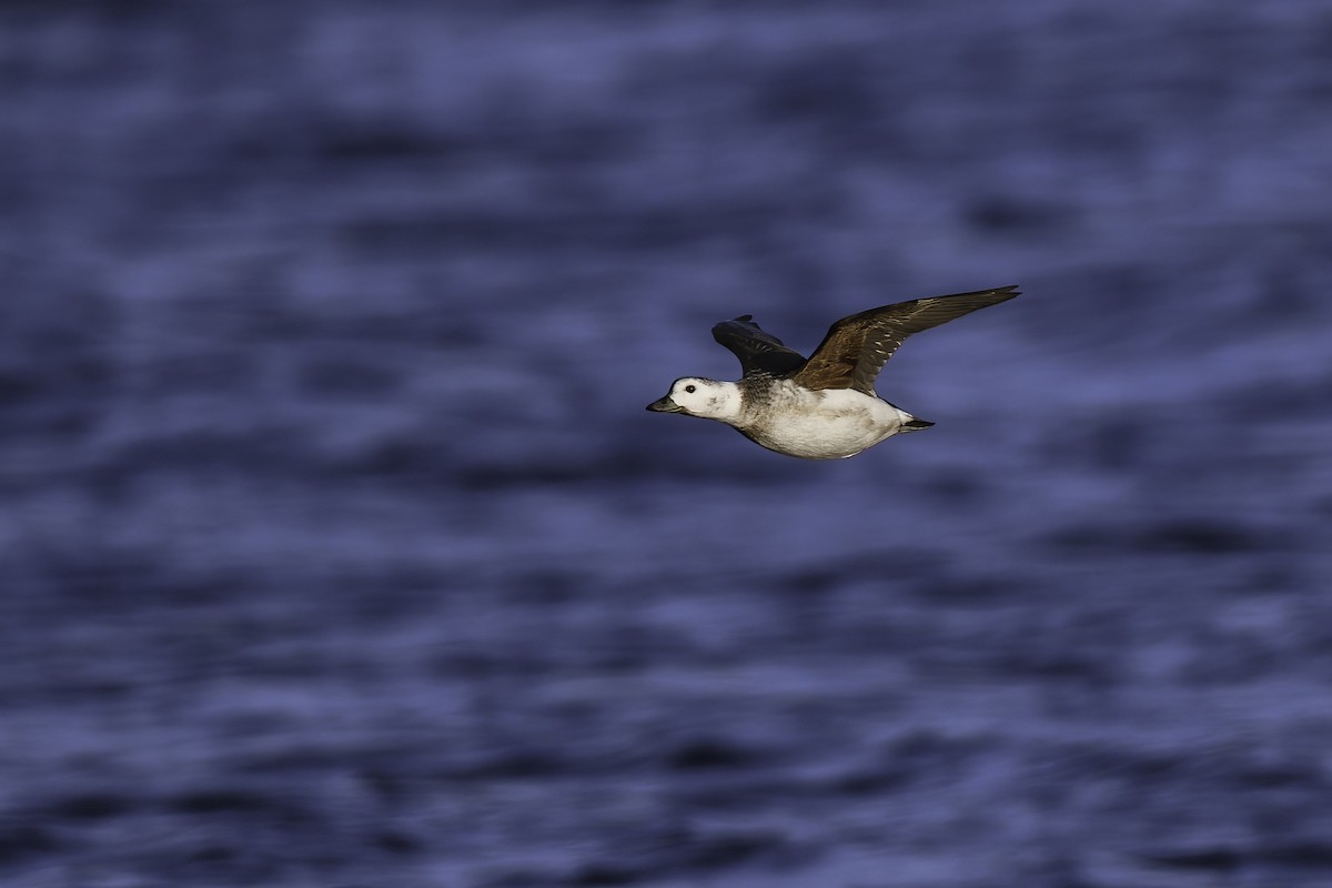 Long-tailed Duck - ML613026050