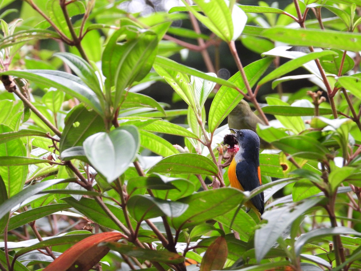 Orange-bellied Flowerpecker - ML613026052