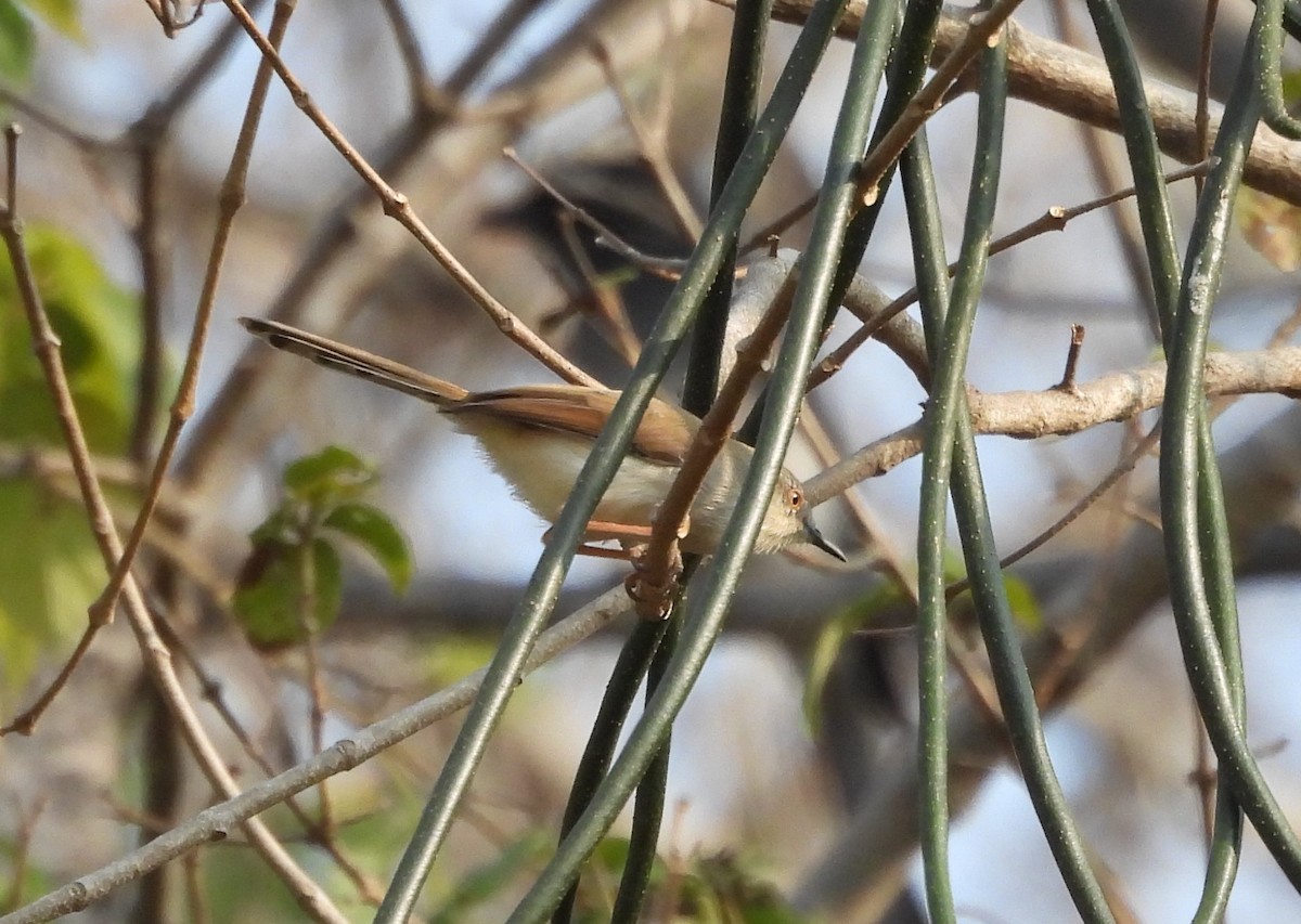 Gray-breasted Prinia - Shivaprakash Adavanne