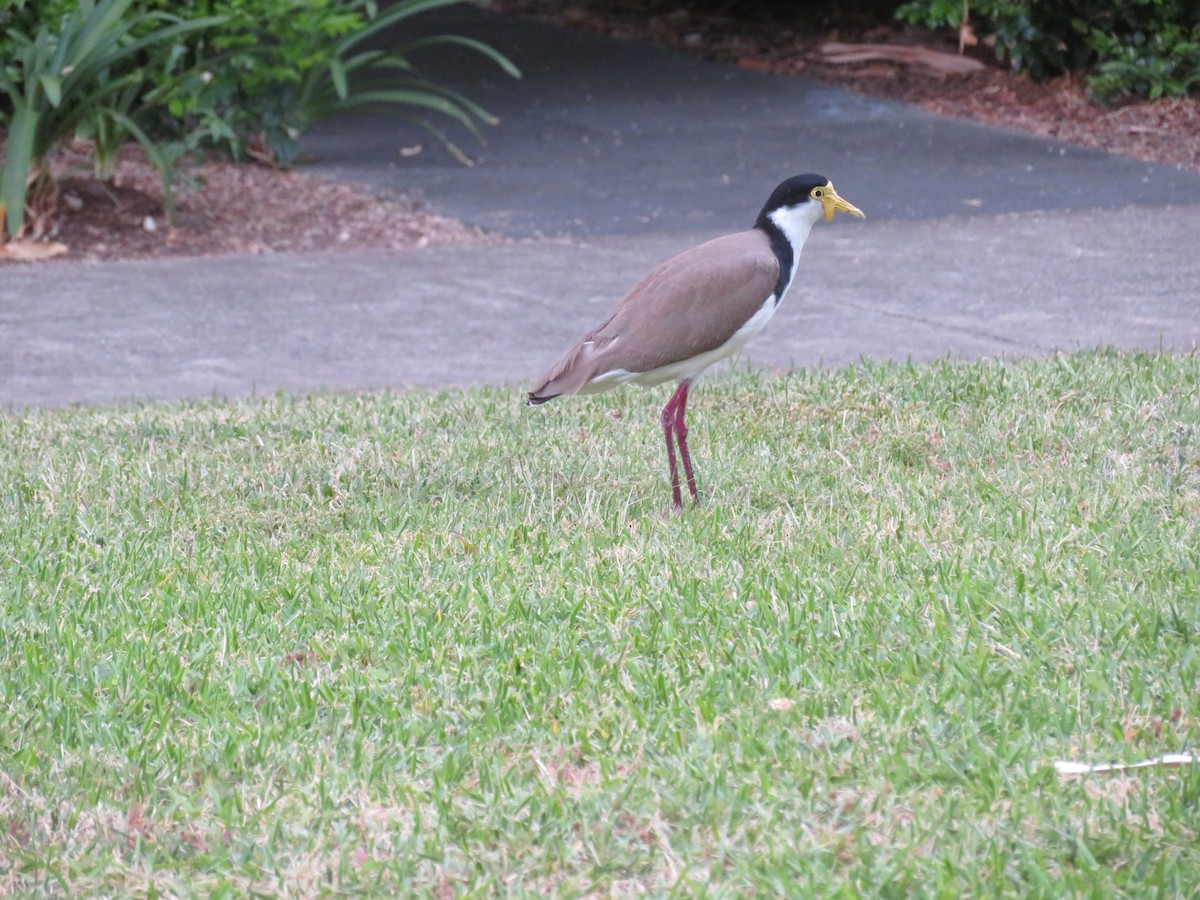 Masked Lapwing (Black-shouldered) - ML613026198