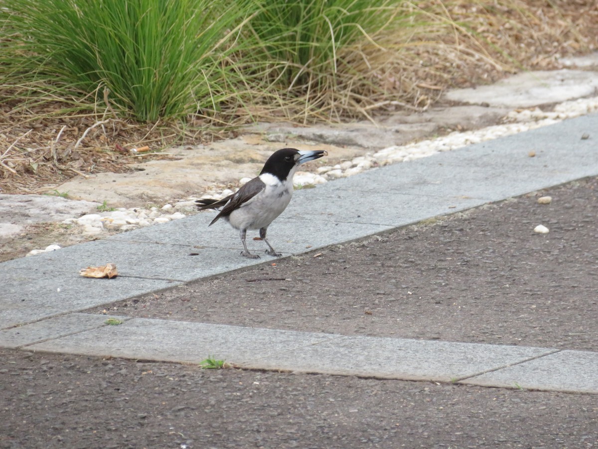 Gray Butcherbird - ML613026200