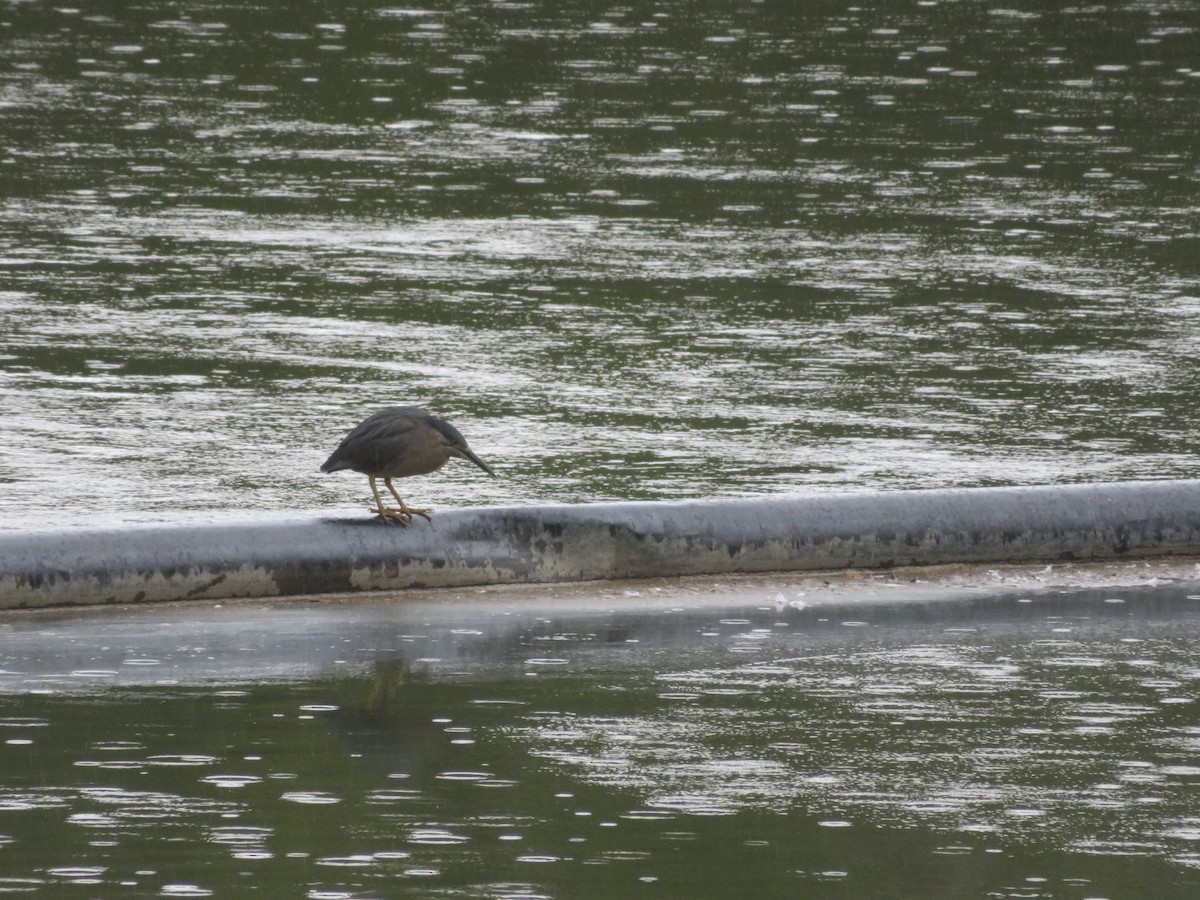 Striated Heron (Old World) - ML613026227