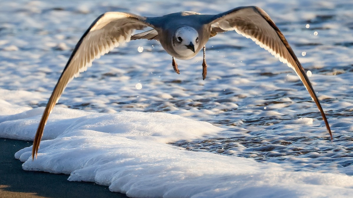 Laughing Gull - ML613026247