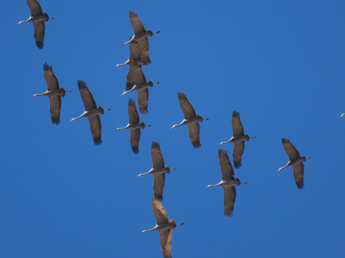 Sandhill Crane - Suzanne Beauchesne