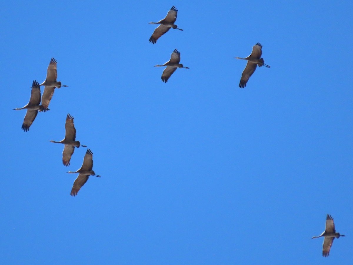 Sandhill Crane - Suzanne Beauchesne