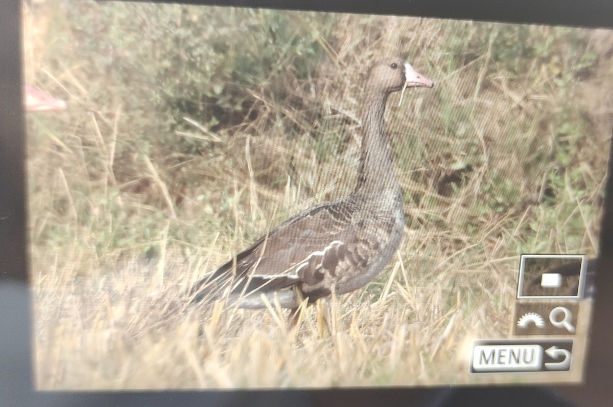 Greater White-fronted Goose - ML613026304