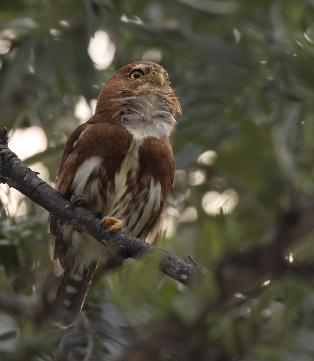 Northern Pygmy-Owl (Guatemalan) - ML613026305