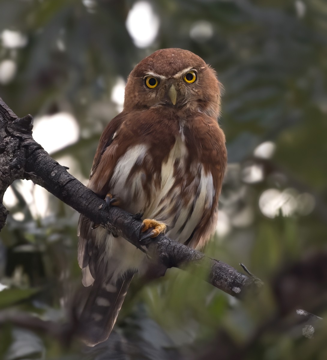 Northern Pygmy-Owl (Guatemalan) - ML613026306