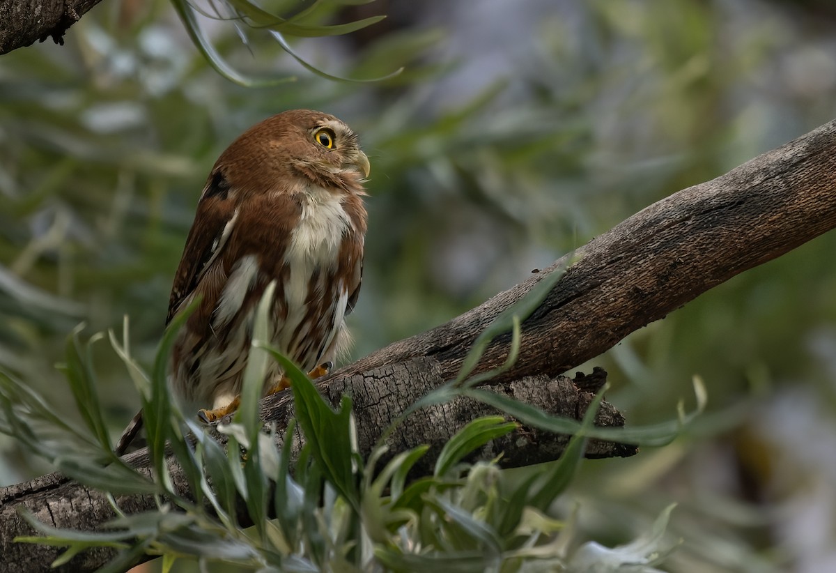 Northern Pygmy-Owl (Guatemalan) - ML613026307
