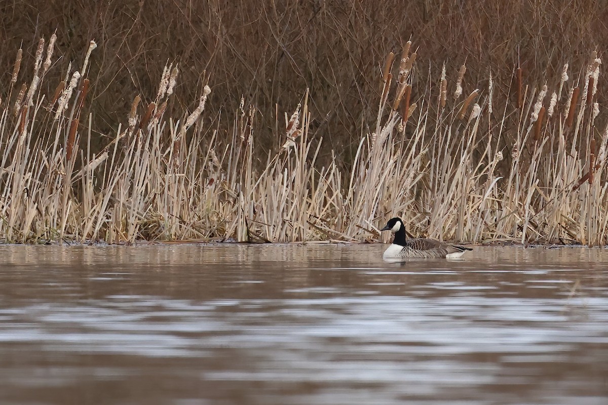 Canada Goose - Radoslaw Gwozdz