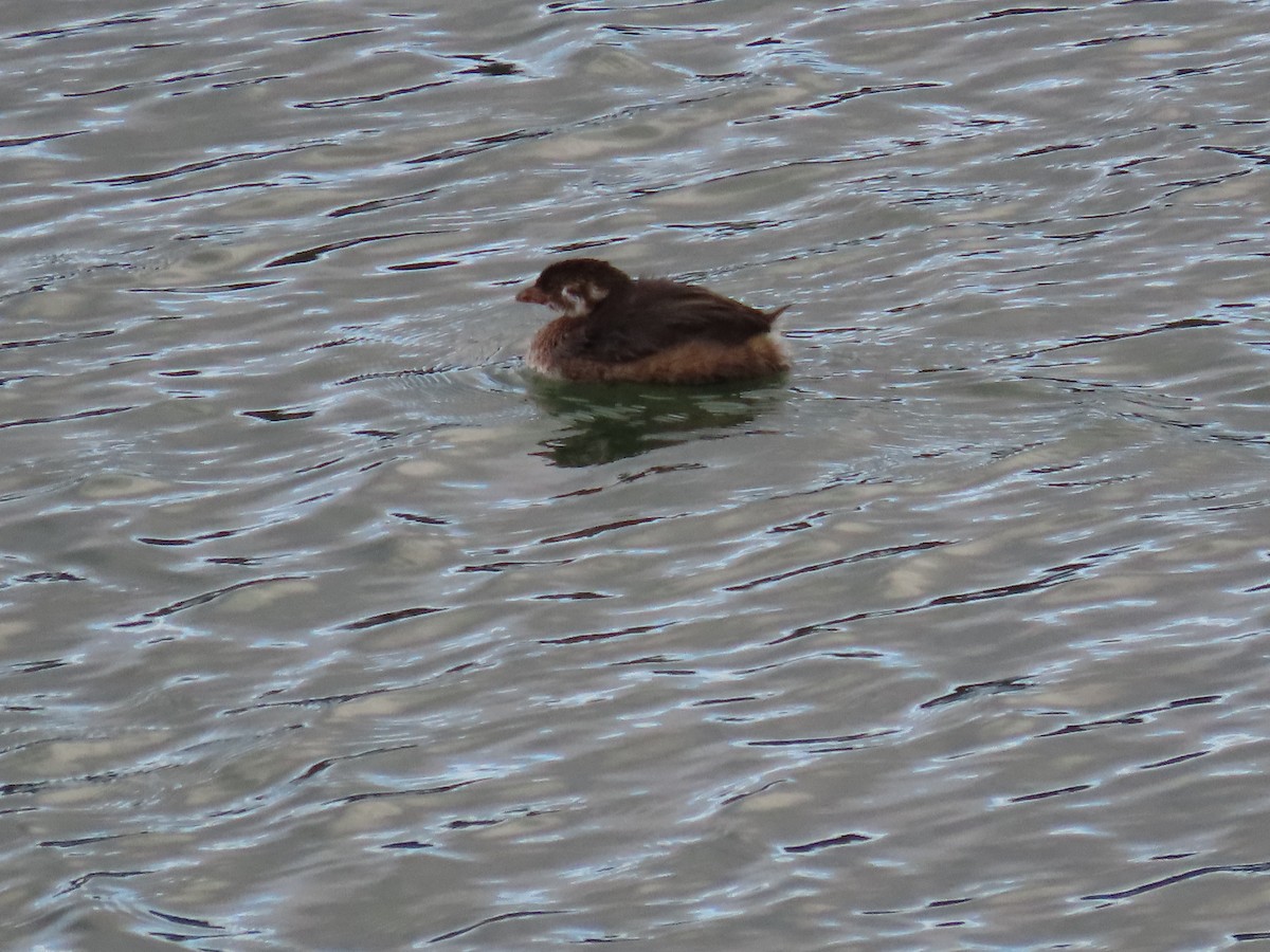 Pied-billed Grebe - ML613026337