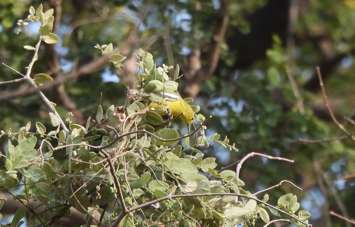 Common Iora - Shivaprakash Adavanne