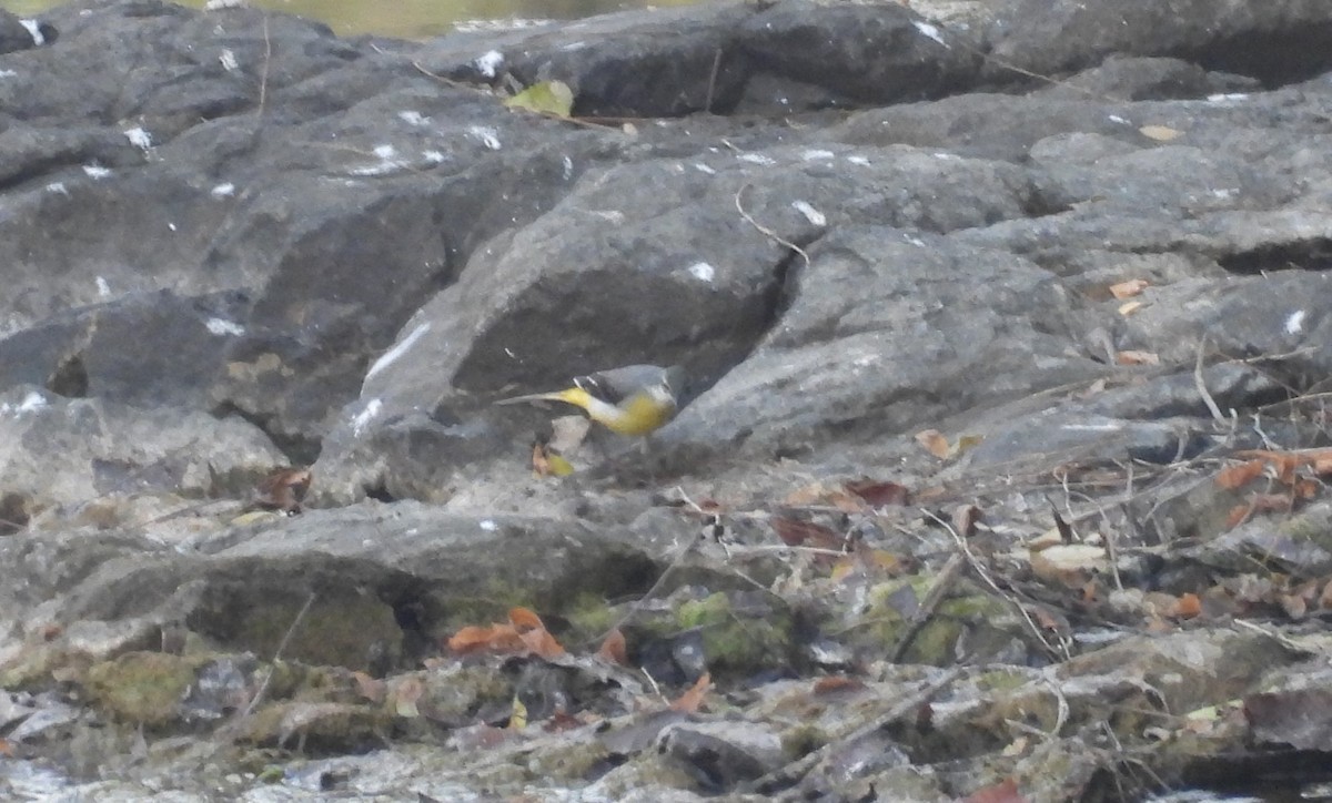 Gray Wagtail - Shivaprakash Adavanne