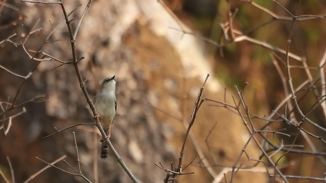 gråbrystprinia - ML613026390