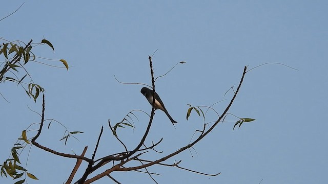 White-bellied Drongo - ML613026395