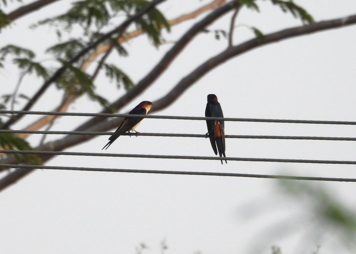 Red-rumped Swallow - Shivaprakash Adavanne