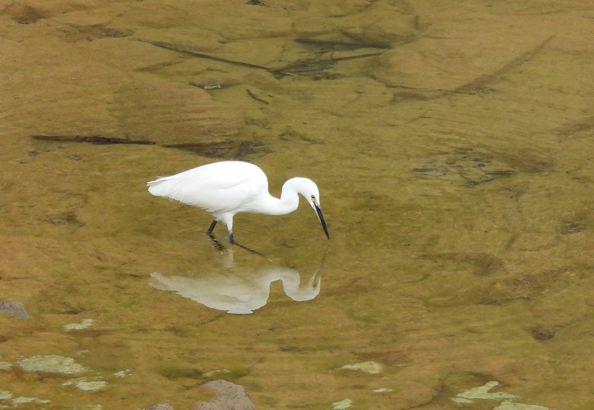 Little Egret - ML613026414