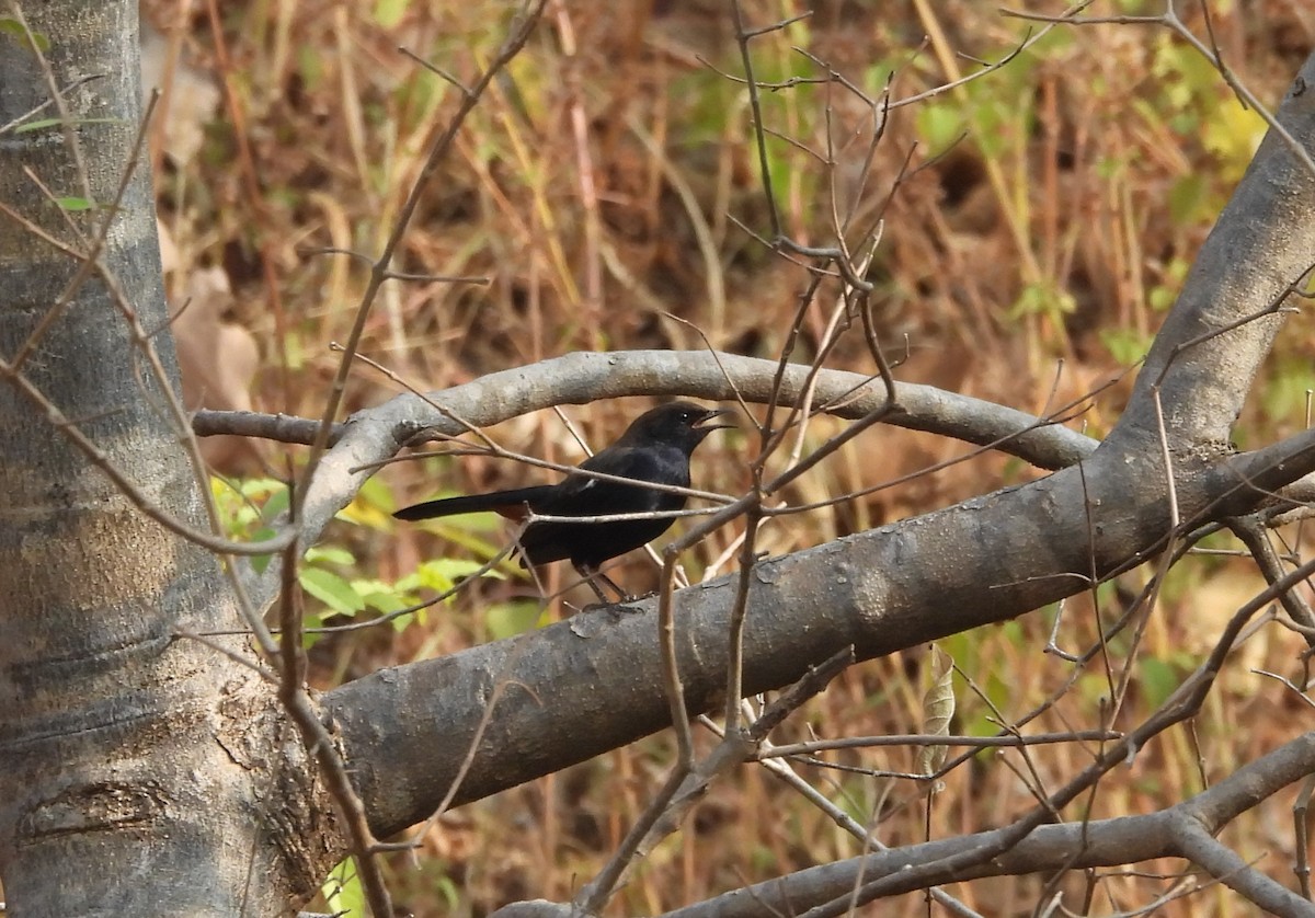 Indian Robin - Shivaprakash Adavanne