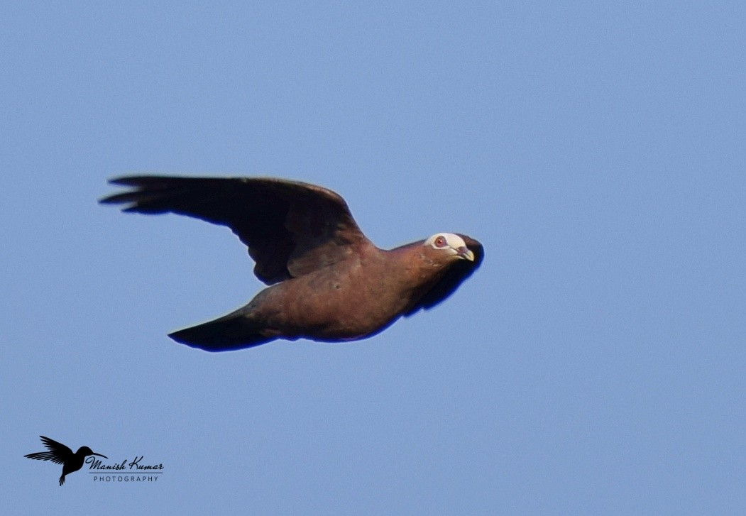 Pale-capped Pigeon - ML613026490