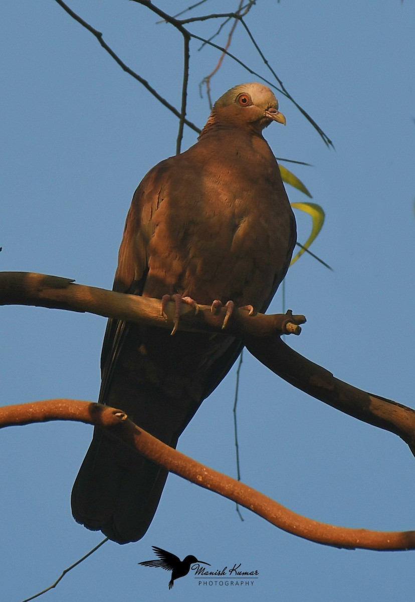 Pale-capped Pigeon - ML613026491