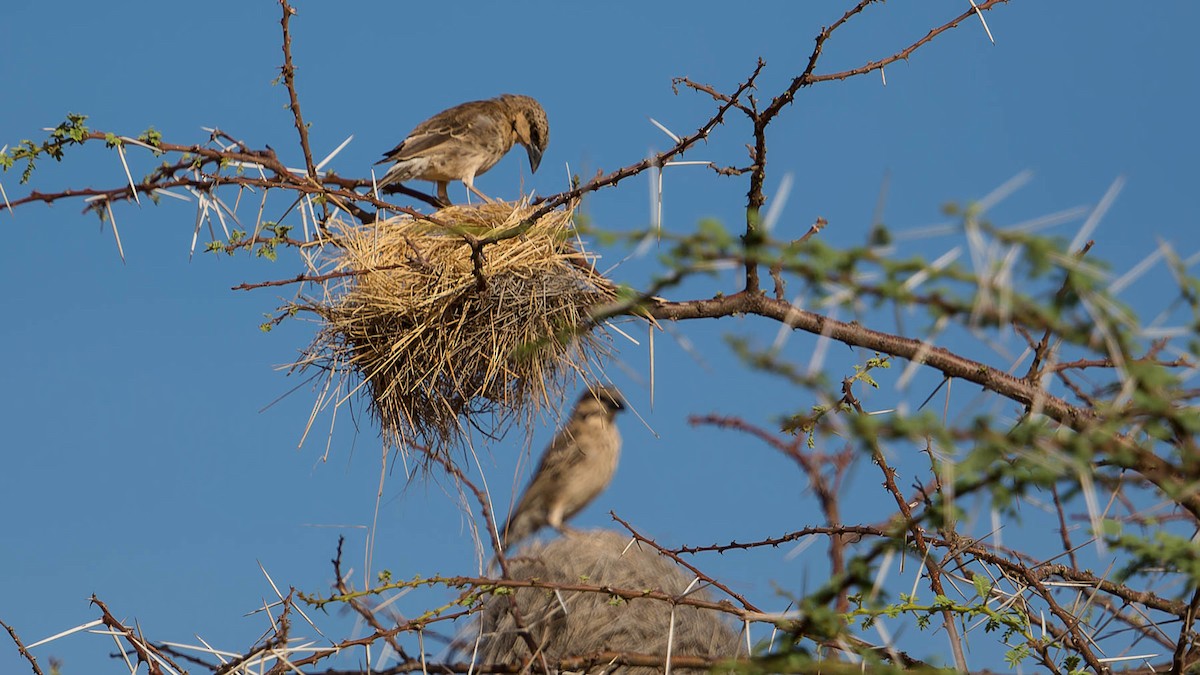 Donaldson Smith's Sparrow-Weaver - ML613026517