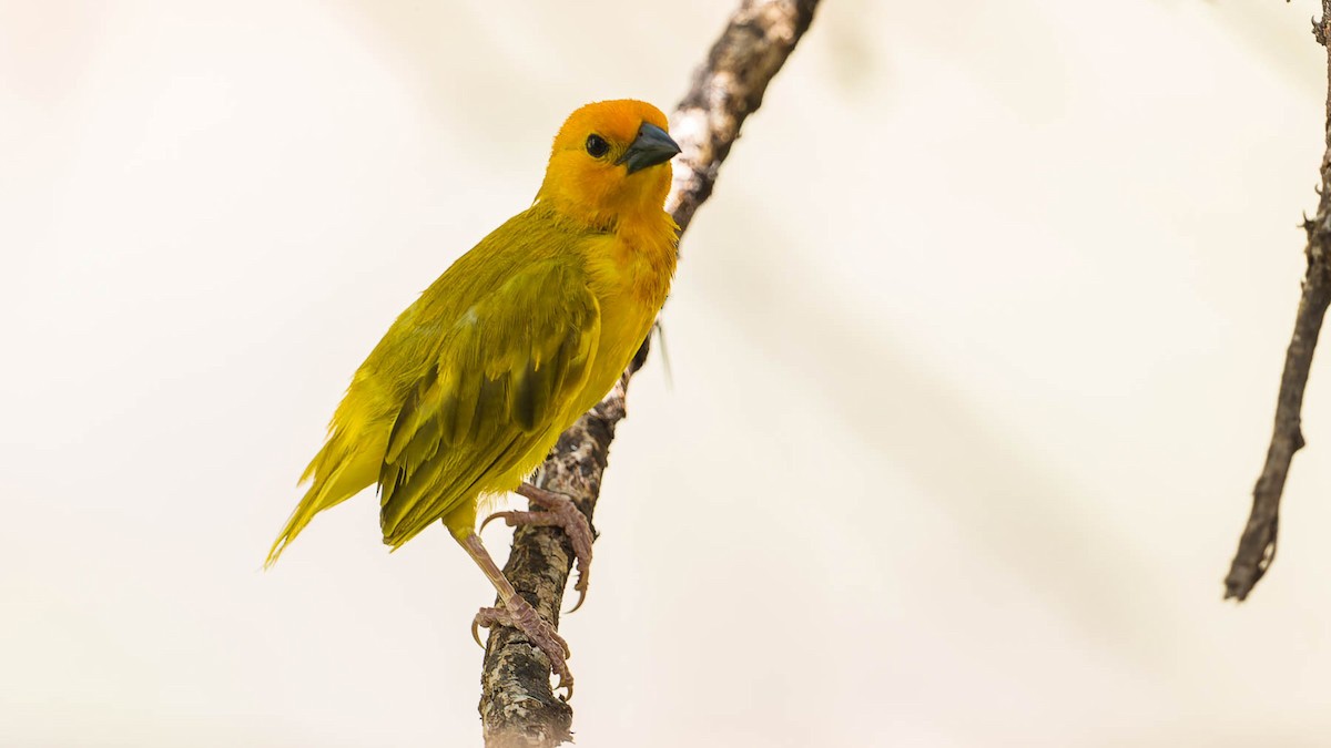 Golden Palm Weaver - ML613026523