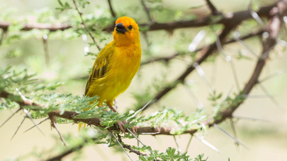 Golden Palm Weaver - ML613026524