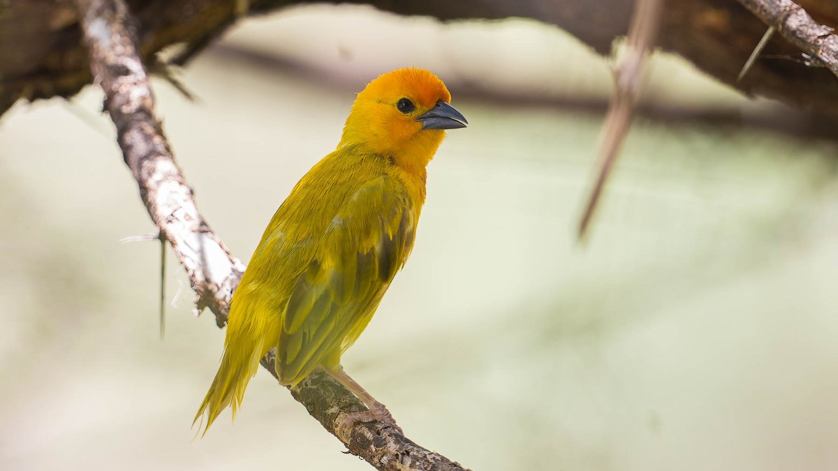 Golden Palm Weaver - ML613026525