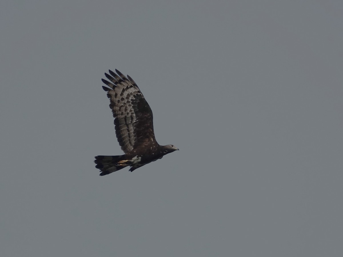 Oriental Honey-buzzard - ML613026561