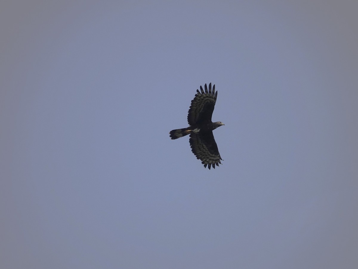 Oriental Honey-buzzard - Kumar R N