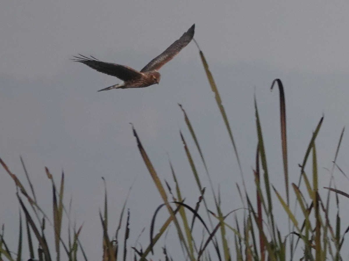 Eastern Marsh Harrier - ML613026568