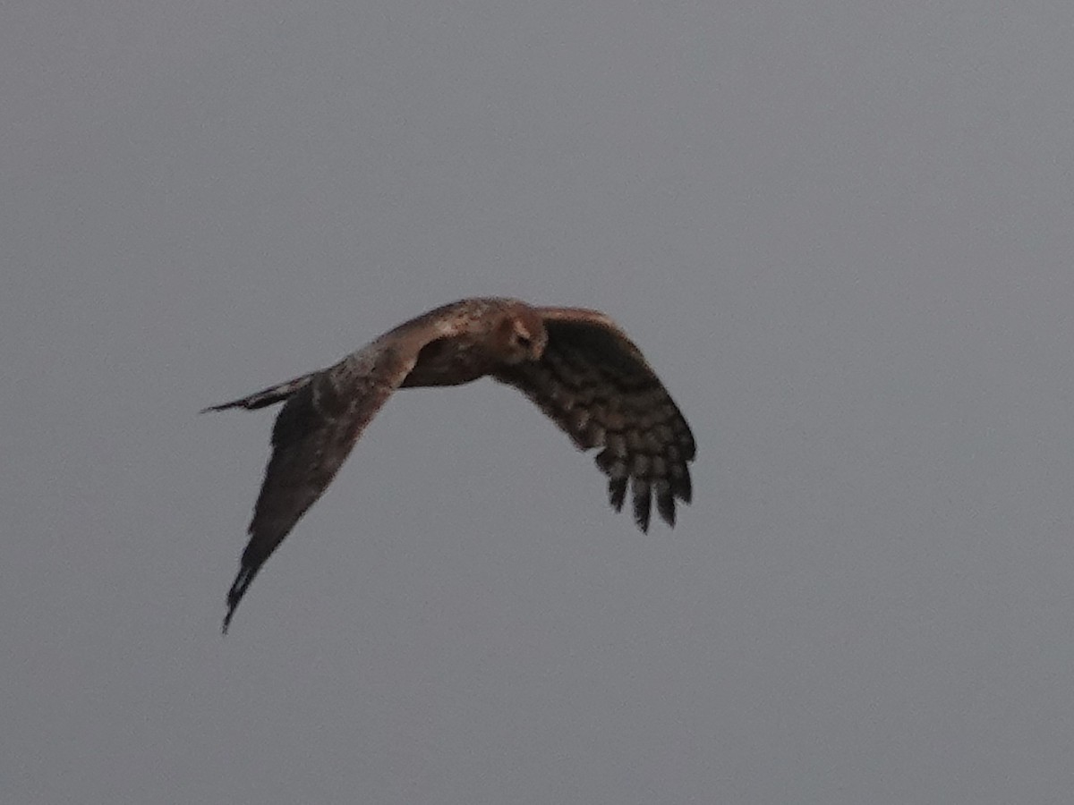 Eastern Marsh Harrier - ML613026569