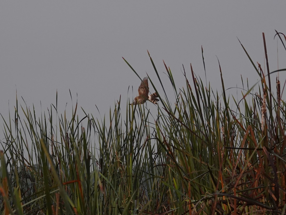 Eastern Marsh Harrier - ML613026570