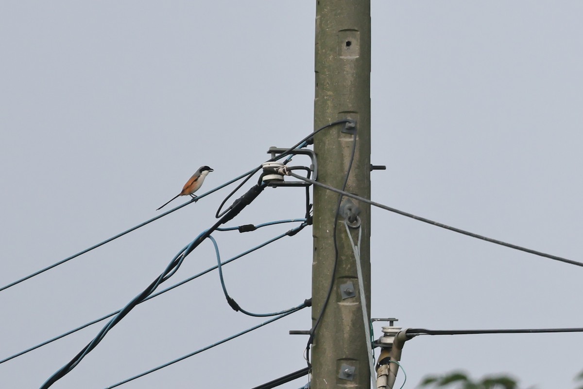 Long-tailed Shrike - ML613026572