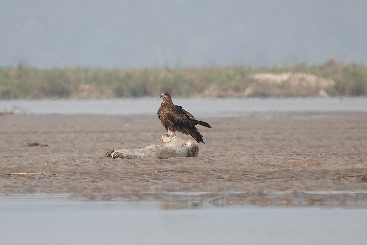 Чёрный коршун - ML613026578